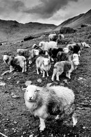 Herdwick Sheep