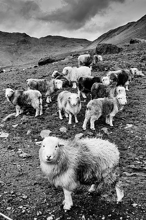 Herdwick Sheep