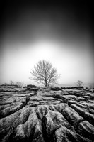 Lone Tree on Malham Cove