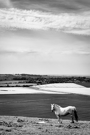 White Horse