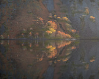 Red Scree Trees
