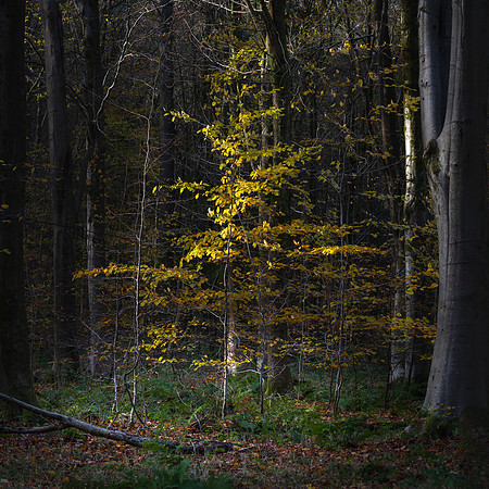 West Woods