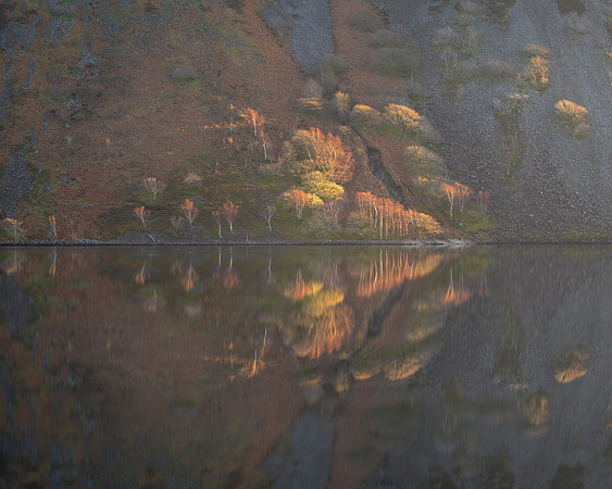 Red Scree Trees