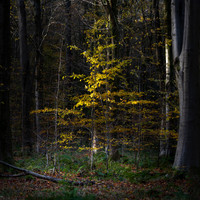 West Woods