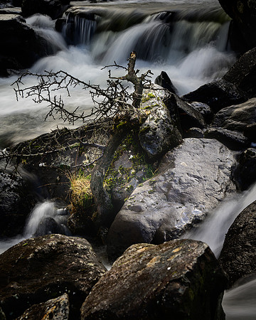 Broken branch